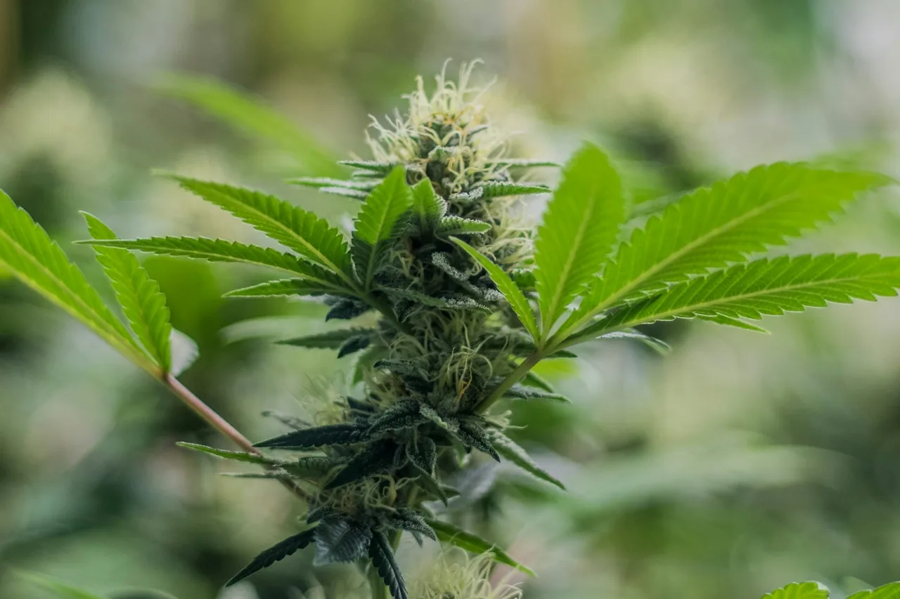 Researcher reviewing neutral cannabinoid samples in a laboratory