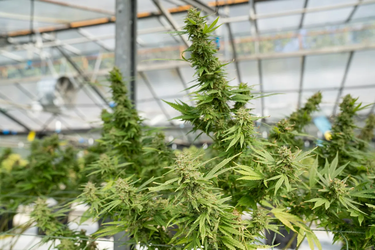 Unique thumbnail for Cannabis and Driving: Why Impairment Matters