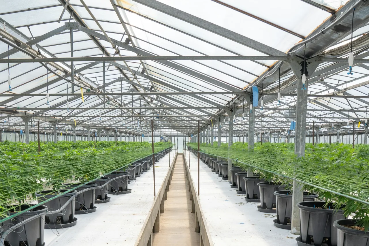 Editorial photograph for Cannabis Terpenes Explained: Aroma, Chemistry and the Limits of the Hype