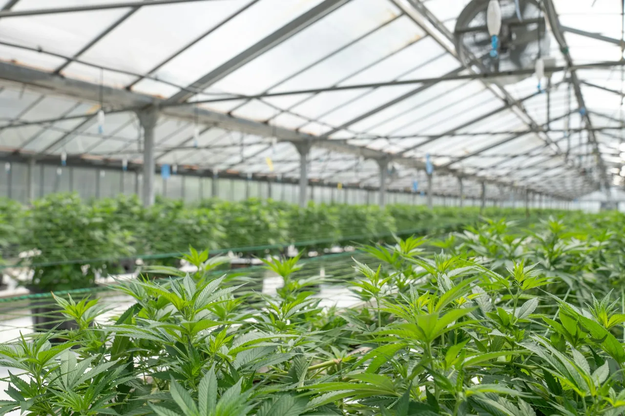 Unique thumbnail for THC vs CBD: What’s the Difference?
