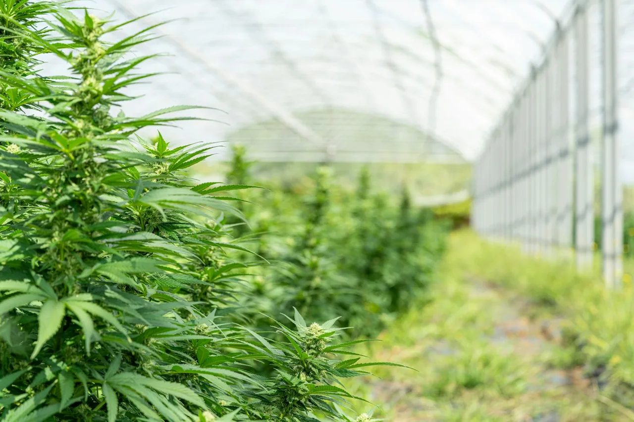 Unique thumbnail for Indica vs Sativa: Why the Labels Don’t Tell the Whole Story