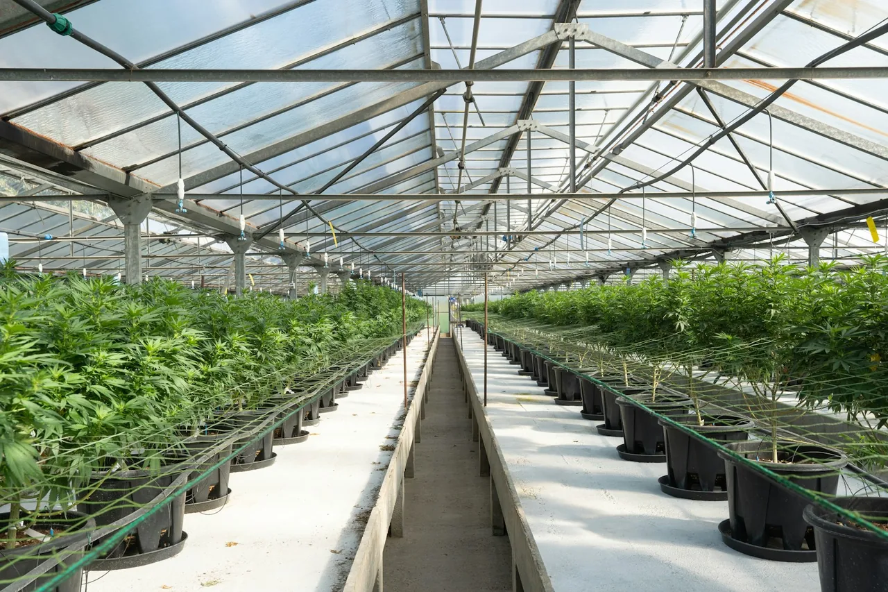 Unique thumbnail for How Cannabis Strain Names Work — and Why Effects Can Vary