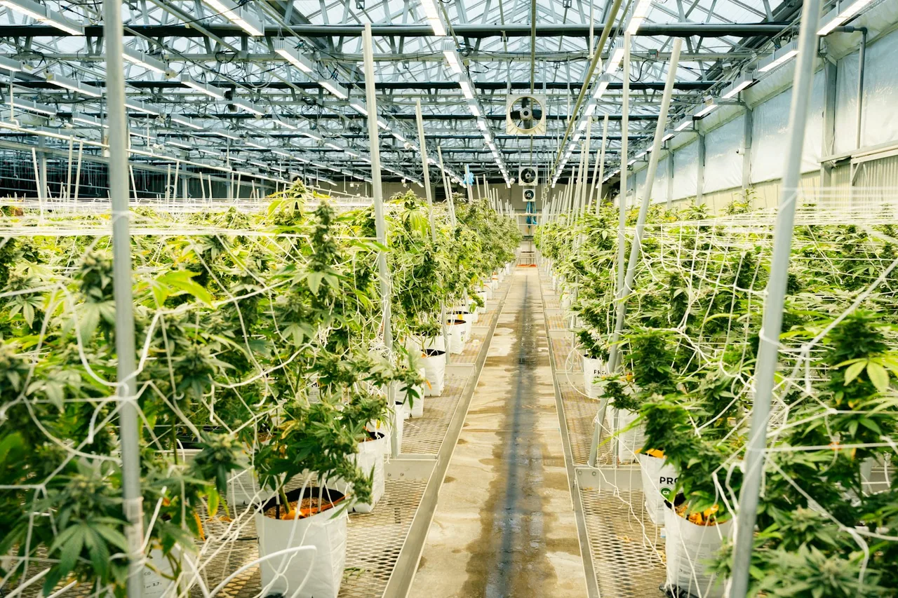 Unique thumbnail for How to Read a Cannabis Label: Potency, Cannabinoids and Testing