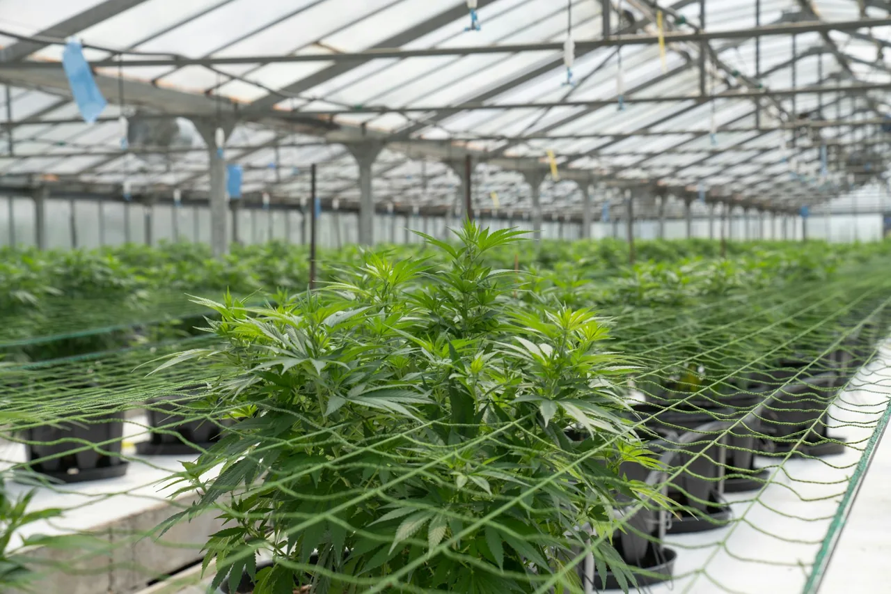 Unique thumbnail for Cannabis and Driving: Why Impairment Matters