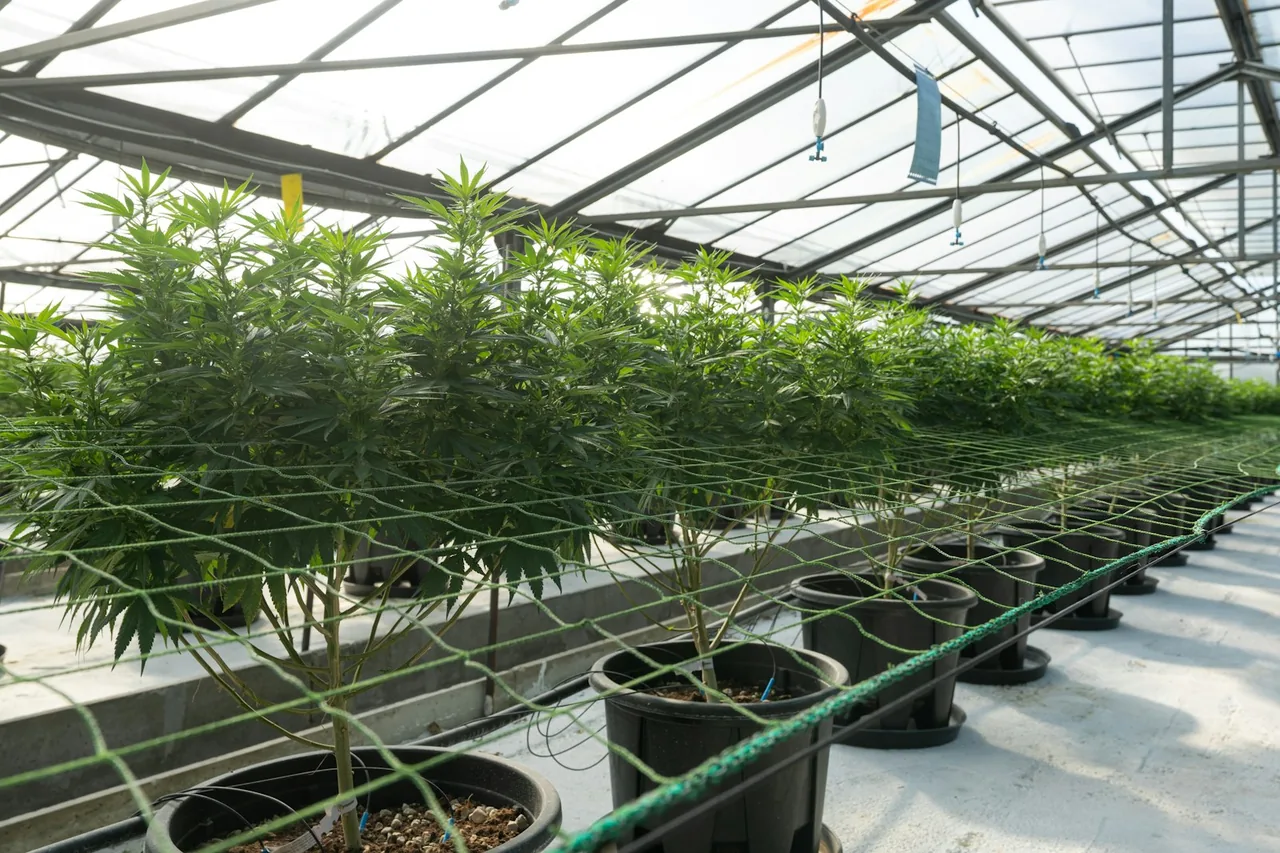 Editorial photograph for Indica vs Sativa: Why the Labels Don’t Tell the Whole Story