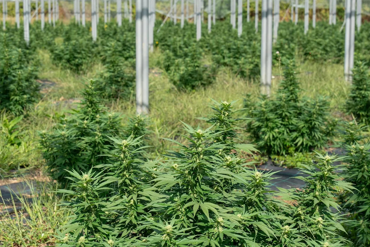 Unique thumbnail for Cannabis Terpenes Explained: Aroma, Chemistry and the Limits of the Hype