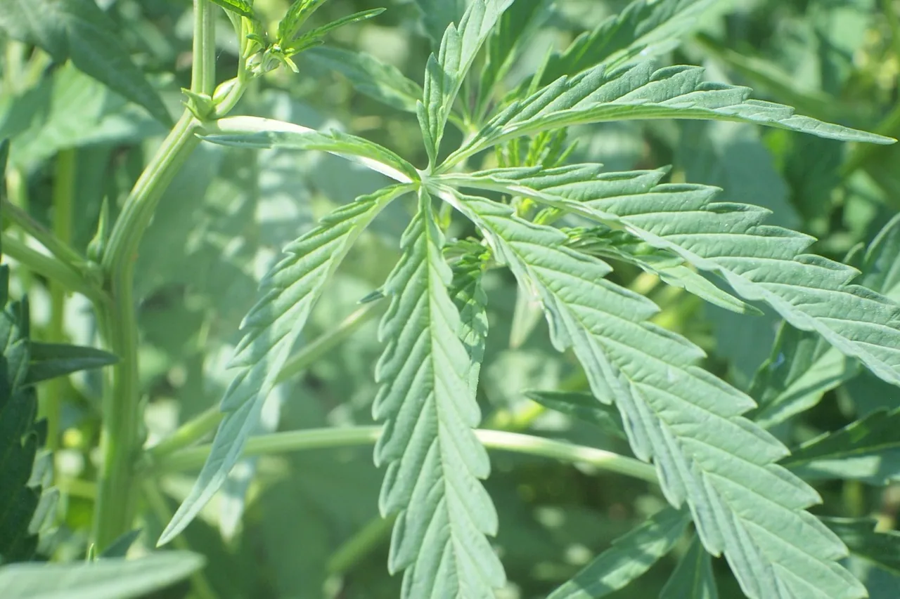Unique thumbnail for How Cannabis Strain Names Work — and Why Effects Can Vary
