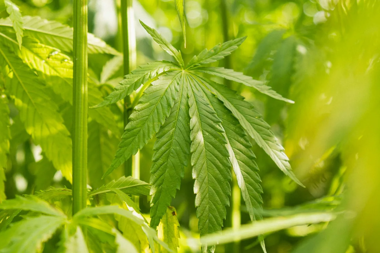 Unique thumbnail for How to Read a Cannabis Label: Potency, Cannabinoids and Testing