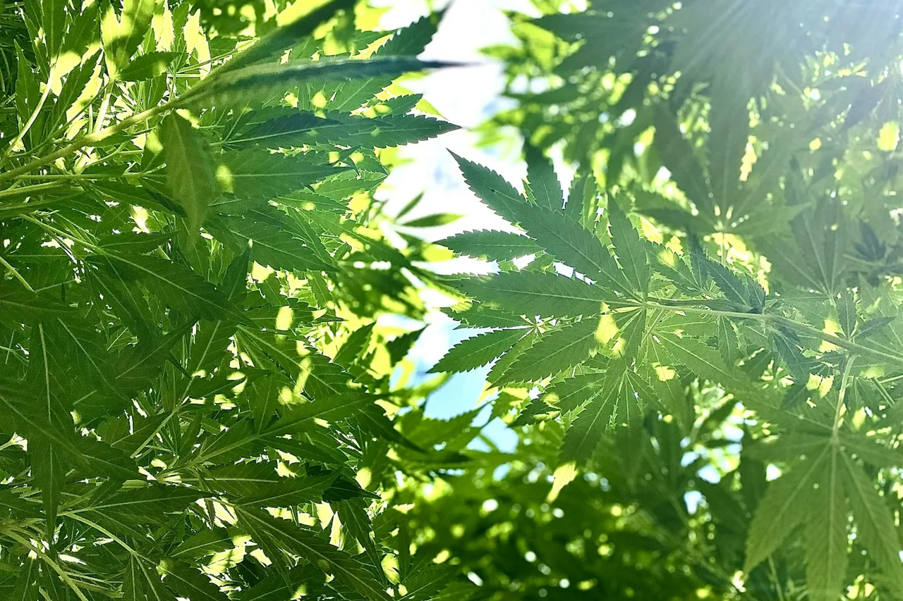 Unique thumbnail for Cannabis and Driving: Why Impairment Matters