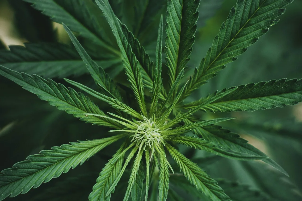 Editorial photograph for How Cannabis Strain Names Work — and Why Effects Can Vary