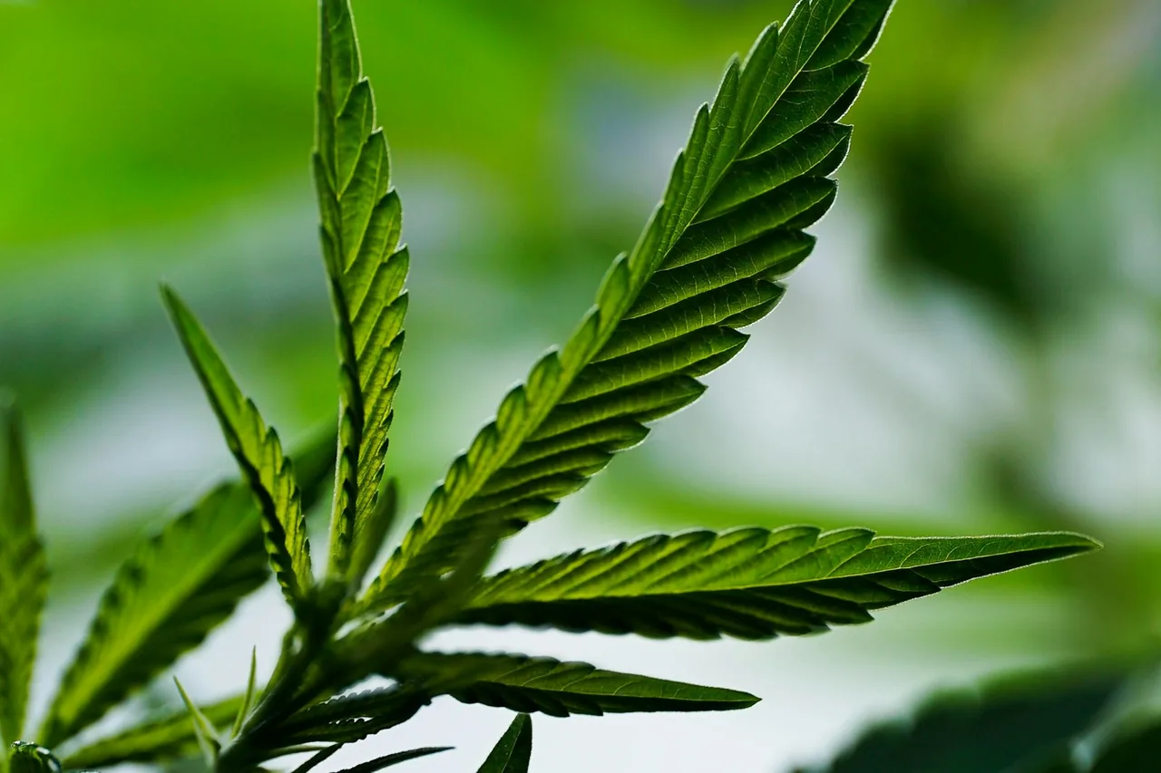 Unique thumbnail for THC vs CBD: What’s the Difference?
