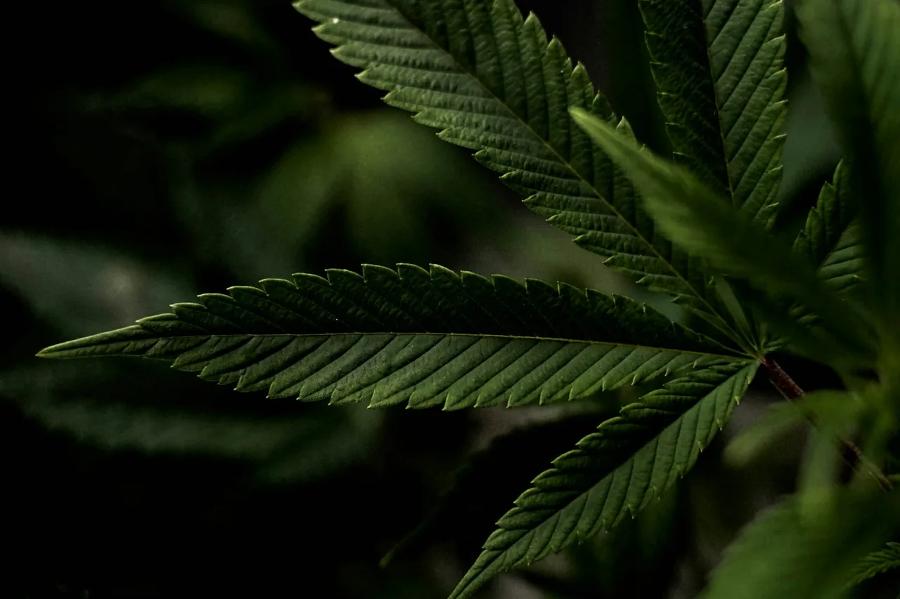 Unique thumbnail for Cannabis Terpenes Explained: Aroma, Chemistry and the Limits of the Hype