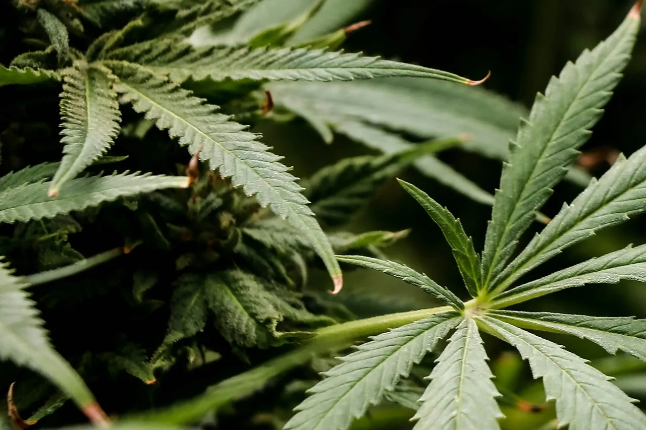 Unique thumbnail for Indica vs Sativa: Why the Labels Don’t Tell the Whole Story
