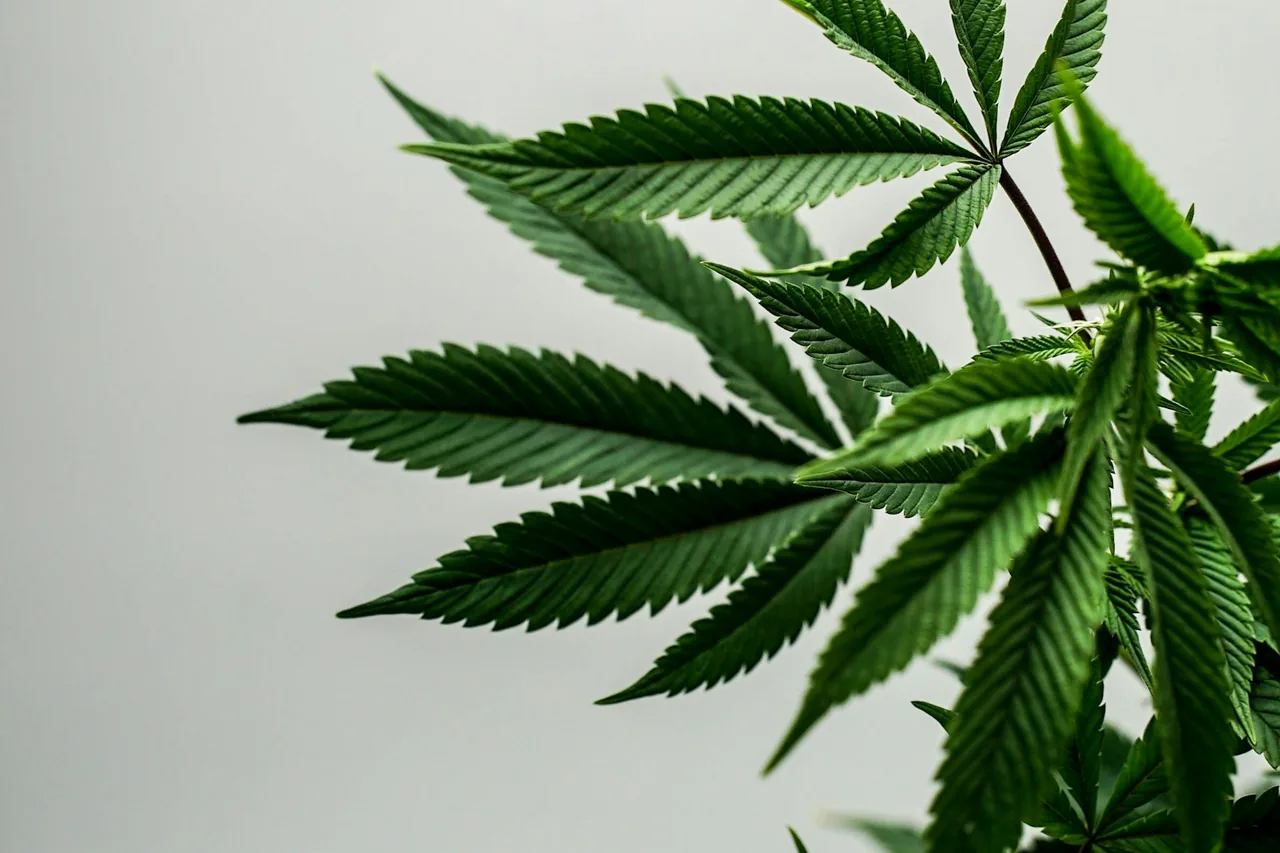 Unique thumbnail for How to Read a Cannabis Label: Potency, Cannabinoids and Testing