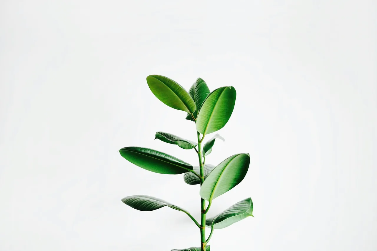 Editorial photograph for Cannabis Tolerance: What It Means and Why It Can Change