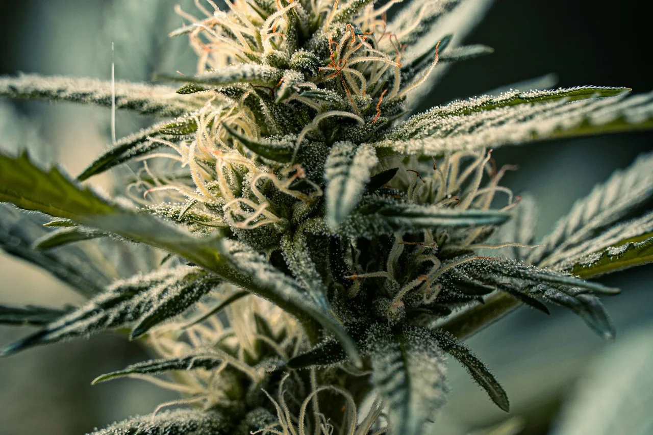 Editorial photograph for Common Cannabis Myths: What Evidence Actually Tells Us