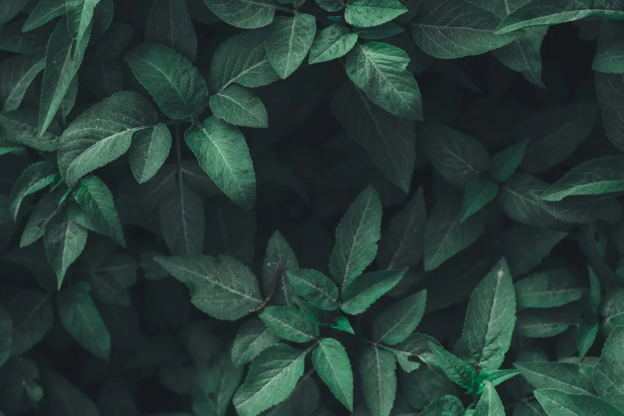 Macro botanical view of a green plant surface and structure